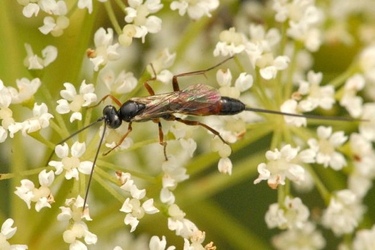 Lissonota accusator © James K. Lindsey