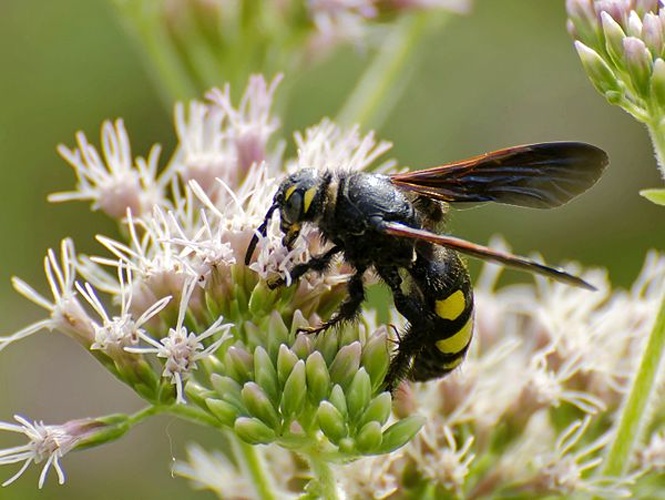 Colpa sexmaculata © <a href="//commons.wikimedia.org/wiki/User:Pjt56" title="User:Pjt56">pjt56</a> --- If you use the picture outside Wikipedia I would appreciate a short e-mail to pjt56@gmx.net or a message on <a href="//commons.wikimedia.org/wiki/User_talk:Pjt56" title="User talk:Pjt56">my discussion page</a>