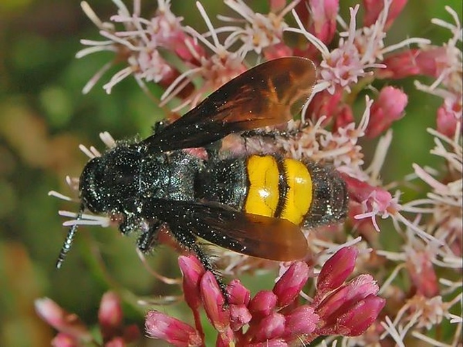 Scolia hirta © <a href="//commons.wikimedia.org/wiki/User:Hectonichus" title="User:Hectonichus">Hectonichus</a>