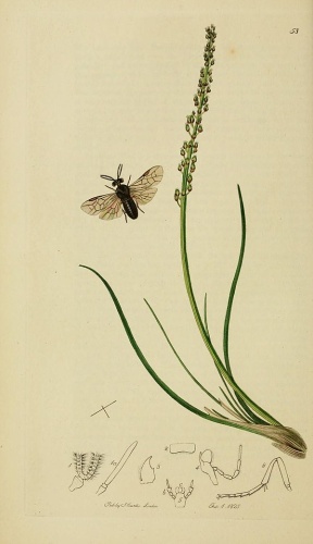 Sterictiphora geminata &copy; Curtis