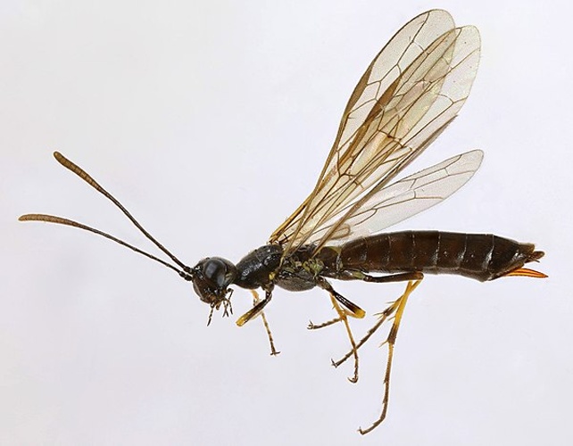 Calameuta pallipes &copy; <a rel="nofollow" class="external text" href="https://www.flickr.com/people/149164524@N06">janet graham</a>