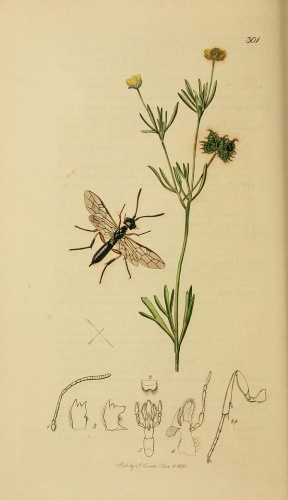 Janus femoratus © <bdi><a href="https://en.wikipedia.org/wiki/en:John_Curtis_(entomologist)" class="extiw" title="w:en:John Curtis (entomologist)">John Curtis</a>
</bdi>
