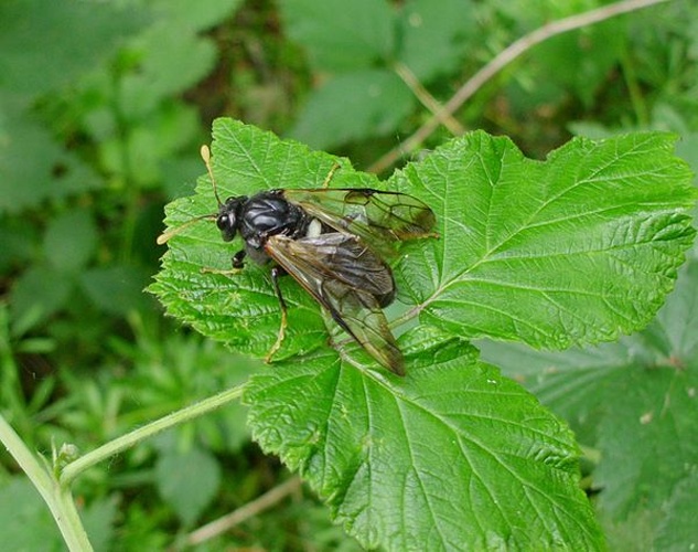 Cimbex femoratus &copy; <a href="//commons.wikimedia.org/wiki/User:XenonX3" title="User:XenonX3">XenonX3</a>