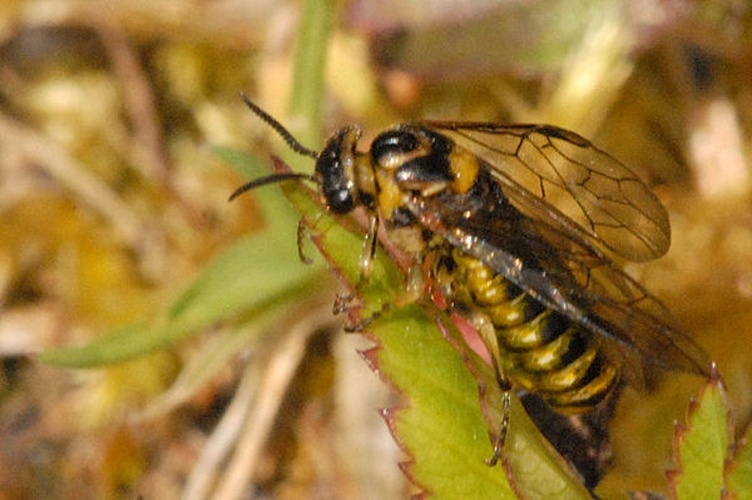 Gilpinia polytoma © James K. Lindsey