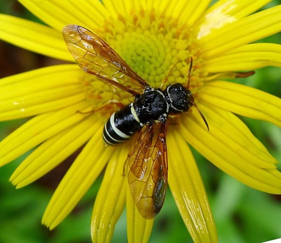 Megalodontes cephalotes &copy; <a rel="nofollow" class="external text" href="https://www.flickr.com/people/43272765@N04">gailhampshire</a> from Cradley, Malvern, U.K