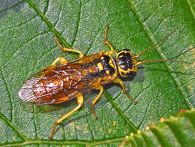 Pamphilius histrio © <a href="//commons.wikimedia.org/wiki/User:Hectonichus" title="User:Hectonichus">Hectonichus</a>