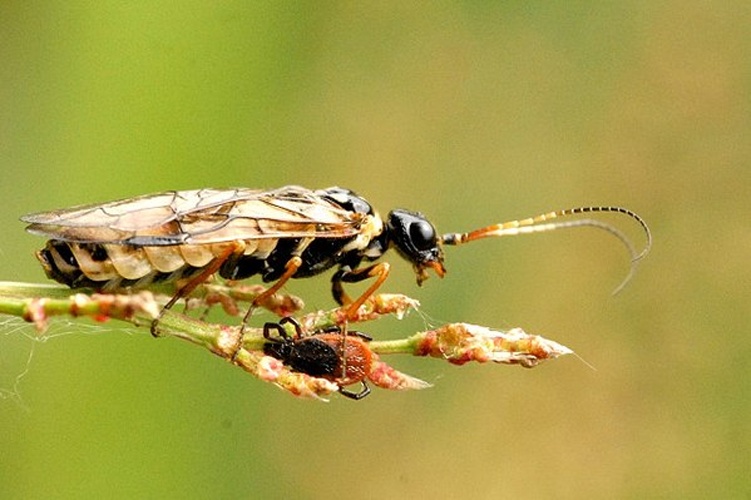 Cephalcia arvensis &copy; James K. Lindsey