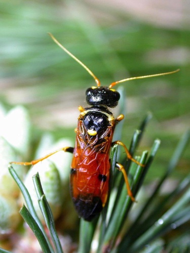 Acantholyda hieroglyphica &copy; Fabio Stergulc, Università di Udine