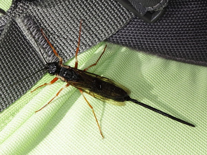 Xeris spectrum &copy; <a rel="nofollow" class="external text" href="https://www.flickr.com/people/51216897@N07">gbohne</a> from Berlin, Germany