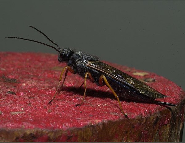 Sirex woodwasp © <ul>
<li>
<a href="//commons.wikimedia.org/wiki/File:Sirex_noctilio_female_3.jpg" title="File:Sirex noctilio female 3.jpg">Sirex_noctilio_female_3.jpg</a>: <a rel="nofollow" class="external text" href="http://www.invasive.org/browse/autimages.cfm?aut=10358">David R. Lance</a>, USDA APHIS PPQ, United States</li>
<li>derivative work: <a href="//commons.wikimedia.org/wiki/User:Toter_Alter_Mann" title="User:Toter Alter Mann">Toter Alter Mann</a> (<a href="//commons.wikimedia.org/wiki/User_talk:Toter_Alter_Mann" title="User talk:Toter Alter Mann"><span class="signature-talk">talk</span></a>)</li>
</ul>