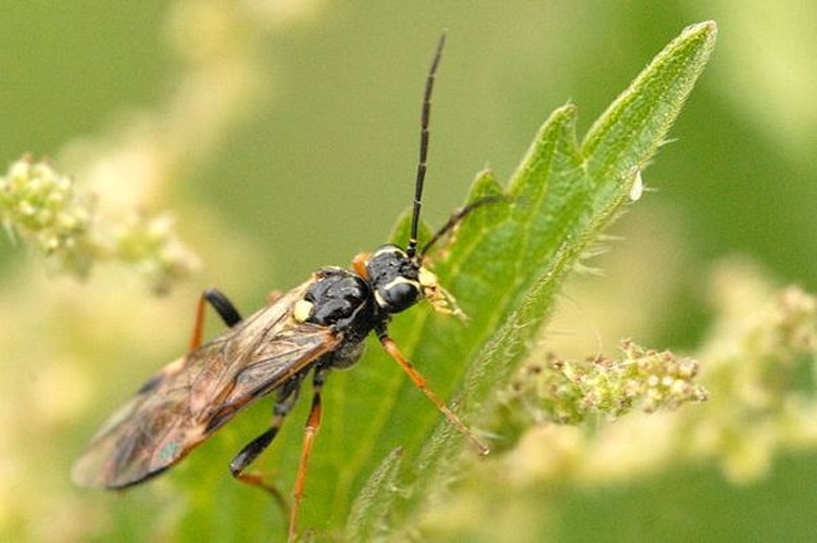 Tenthredopsis coquebertii © James K. Lindsey