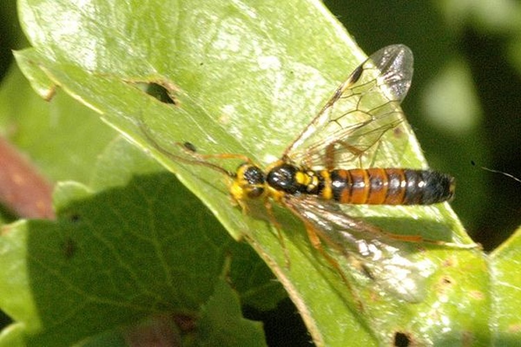 Tenthredopsis nassata © James K. Lindsey