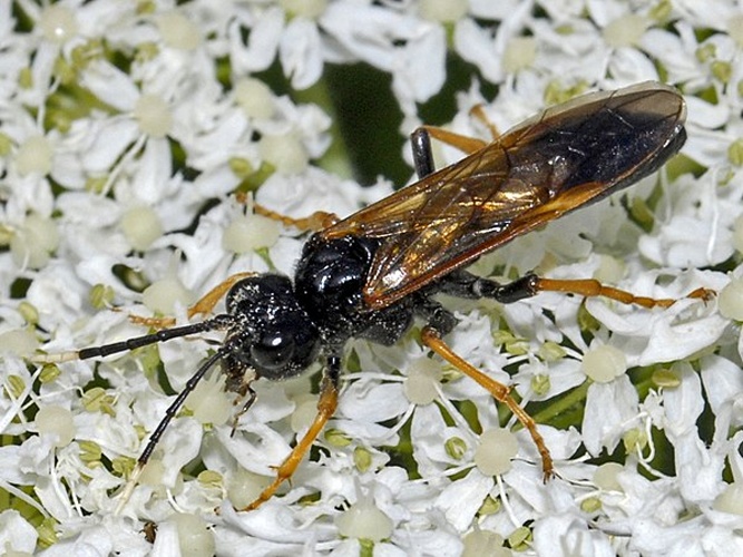 Tenthredo crassa &copy; <a href="//commons.wikimedia.org/wiki/User:Hectonichus" title="User:Hectonichus">Hectonichus</a>