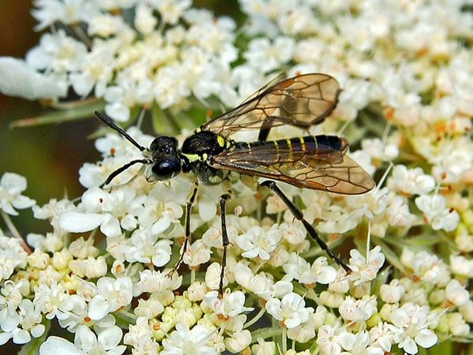 Tenthredo notha &copy; <a href="//commons.wikimedia.org/wiki/User:Hectonichus" title="User:Hectonichus">Hectonichus</a>