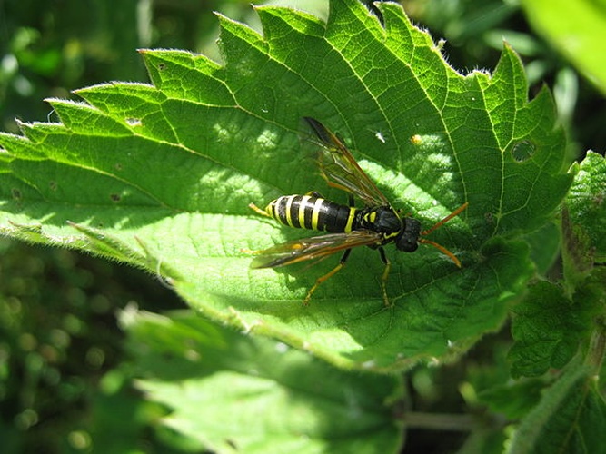 Tenthredo scrophulariae © <a href="//commons.wikimedia.org/wiki/User:Richard_Avery" title="User:Richard Avery">Richard Avery</a>