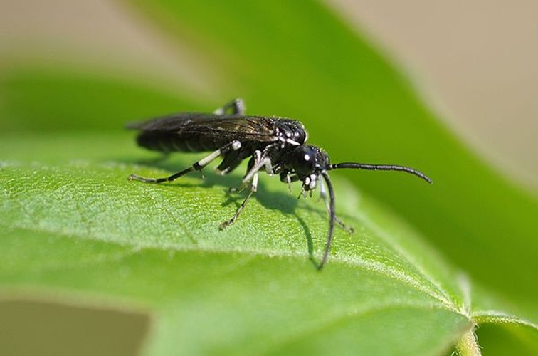Macrophya alboannulata © <a href="//commons.wikimedia.org/wiki/User:Aiwok" title="User:Aiwok">Aiwok</a>