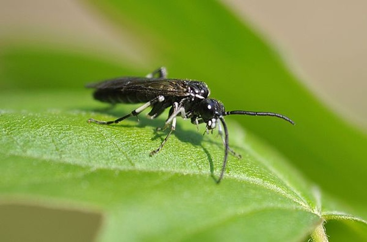 Macrophya alboannulata &copy; <a href="//commons.wikimedia.org/wiki/User:Aiwok" title="User:Aiwok">Aiwok</a>