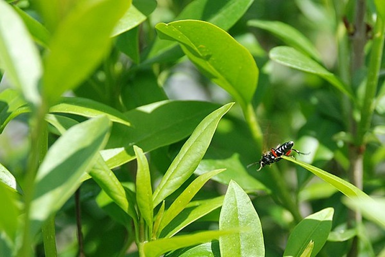 Macrophya punctumalbum &copy; <a href="//commons.wikimedia.org/w/index.php?title=User:Matnux&amp;action=edit&amp;redlink=1" class="new" title="User:Matnux (page does not exist)">Mathieu ROHÉ</a>