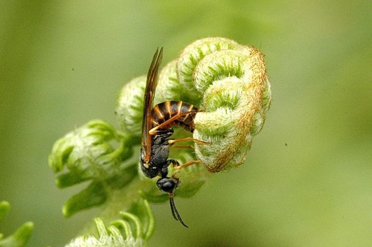 Strongylogaster multifasciata © James K. Lindsey