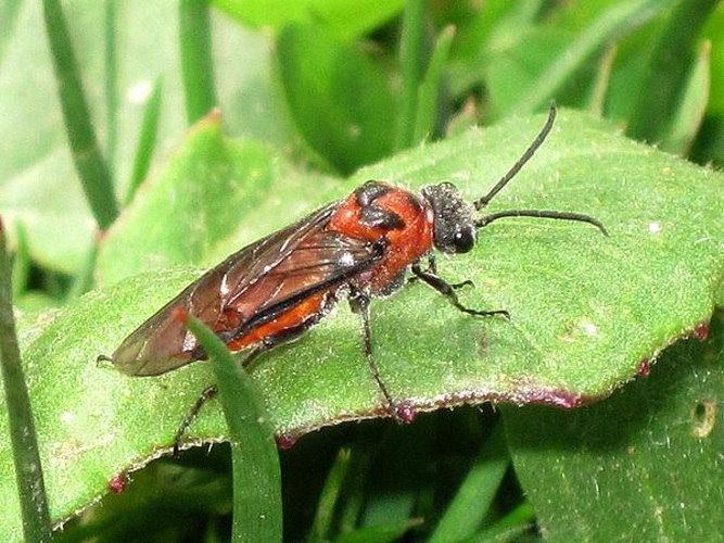 Dolerus triplicatus © <a href="//commons.wikimedia.org/wiki/User:Bj.schoenmakers" title="User:Bj.schoenmakers">Bj.schoenmakers</a>