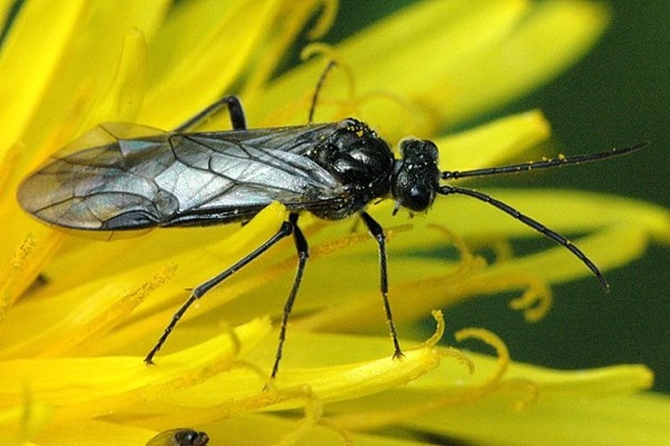 Dolerus aeneus &copy; James K. Lindsey