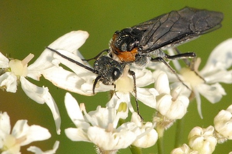 Dolerus haematodes © James K. Lindsey