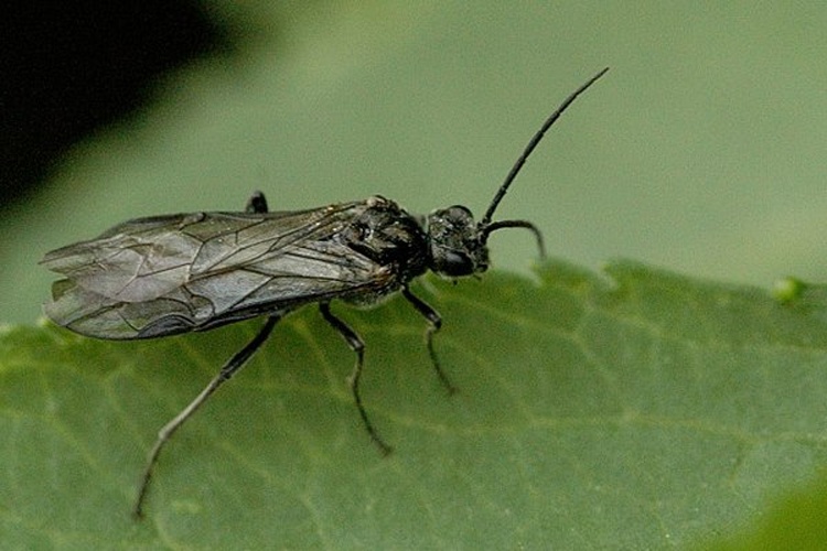 Dolerus varispinus © James K. Lindsey