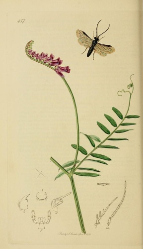 Cladius pilicornis © Curtis