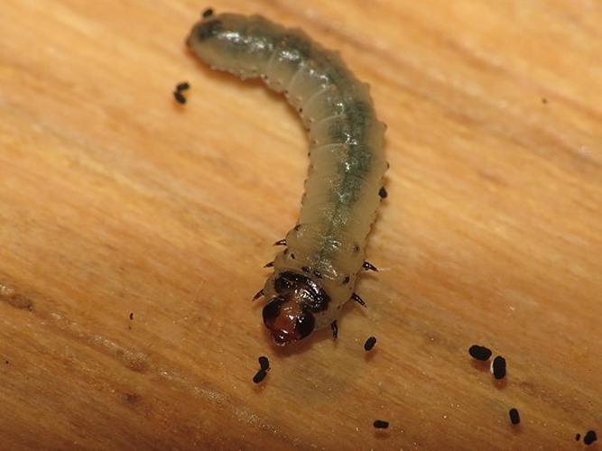 Scolioneura betuleti &copy; <a rel="nofollow" class="external text" href="https://www.flickr.com/people/25401497@N02">Donald Hobern</a> from Copenhagen, Denmark