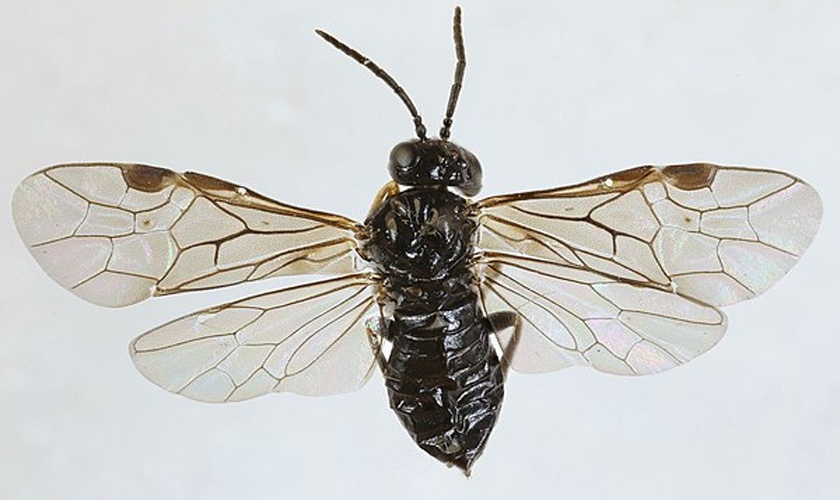 Endelomyia aethiops © <a rel="nofollow" class="external text" href="https://www.flickr.com/people/149164524@N06">janet graham</a>