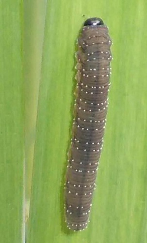 Rhadinoceraea micans &copy; <a href="//commons.wikimedia.org/wiki/User:Chiswick_Chap" title="User:Chiswick Chap">Chiswick Chap</a>