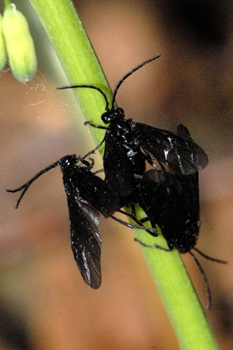 Phymatocera aterrima &copy; James K. Lindsey