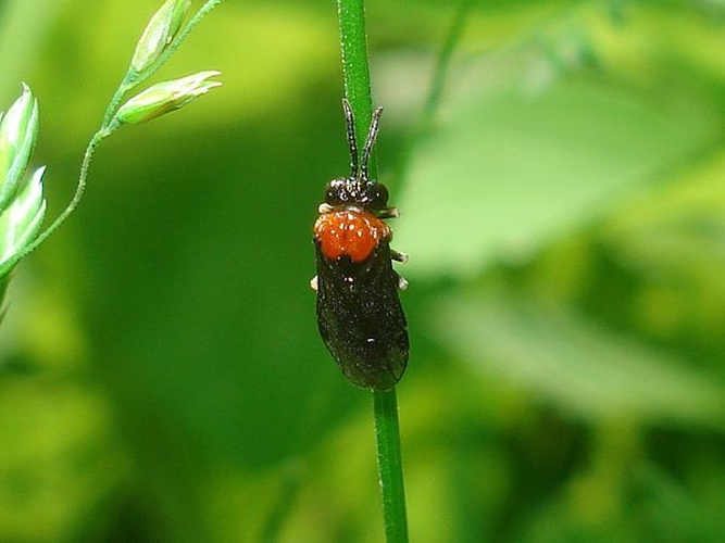 Eutomostethus ephippium © <a href="//commons.wikimedia.org/wiki/User:Sanja565658" title="User:Sanja565658">Sanja565658</a>