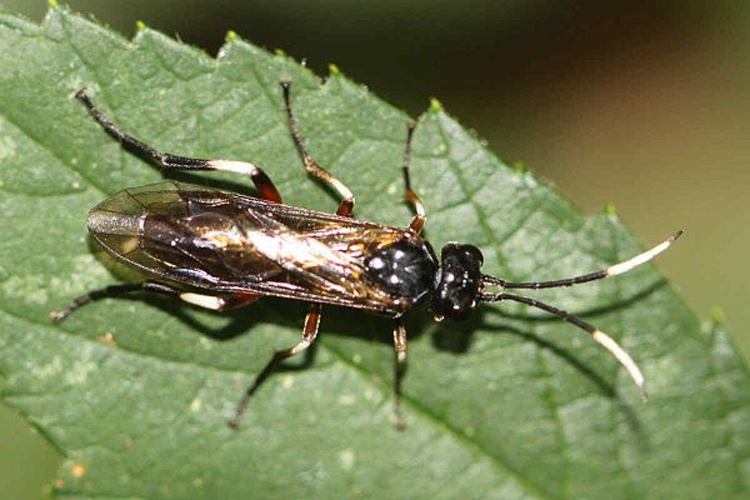 Apethymus serotinus &copy; <a href="//commons.wikimedia.org/w/index.php?title=User:Slimguy&amp;action=edit&amp;redlink=1" class="new" title="User:Slimguy (page does not exist)">Slimguy</a>