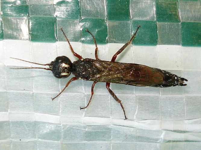 Xiphydria camelus &copy; <a href="//commons.wikimedia.org/wiki/User:Sanja565658" title="User:Sanja565658">Sanja565658</a>