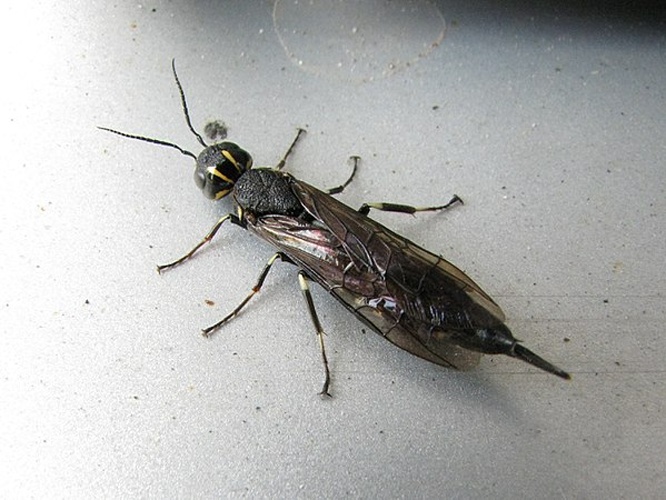 Xiphydria longicollis &copy; <a href="//commons.wikimedia.org/w/index.php?title=User:Jaonu&amp;action=edit&amp;redlink=1" class="new" title="User:Jaonu (page does not exist)">Jaonu</a>