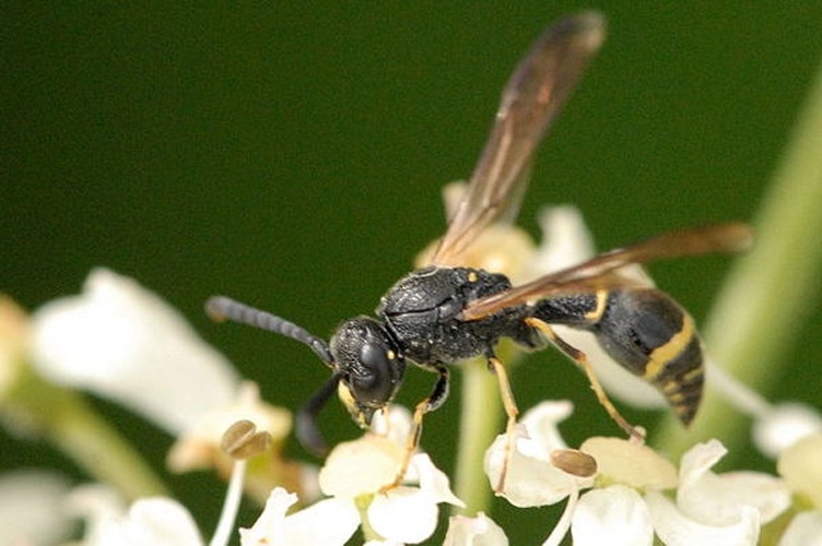 Symmorphus gracilis &copy; James K. Lindsey