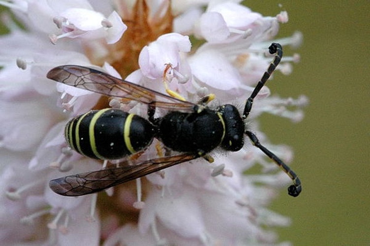 Odynerus spinipes © James K. Lindsey