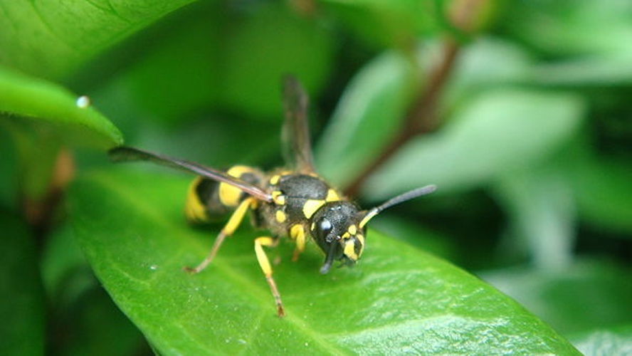 Ancistrocerus gazella © <a href="//commons.wikimedia.org/wiki/User:Richard001" title="User:Richard001">Richard001</a>