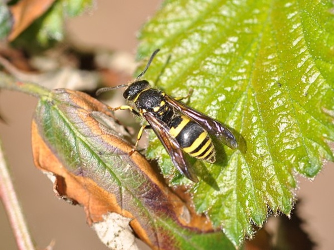 Ancistrocerus nigricornis &copy; <a href="//commons.wikimedia.org/wiki/User:Aiwok" title="User:Aiwok">Aiwok</a>