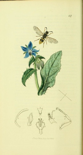 Ancistrocerus parietinus © <bdi><a href="https://en.wikipedia.org/wiki/en:John_Curtis_(entomologist)" class="extiw" title="w:en:John Curtis (entomologist)">John Curtis</a>
</bdi>