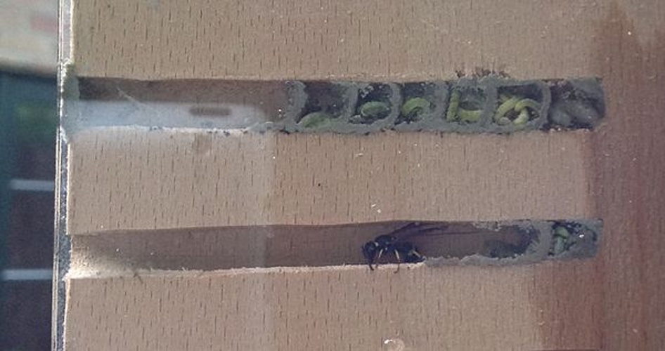 Ancistrocerus parietum © <a href="//commons.wikimedia.org/wiki/User:Mushlack" title="User:Mushlack">Lieven Scheire</a>