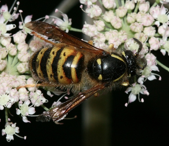 Dolichovespula norwegica © <a rel="nofollow" class="external text" href="https://www.flickr.com/people/35142635@N05/">S. Rae</a>