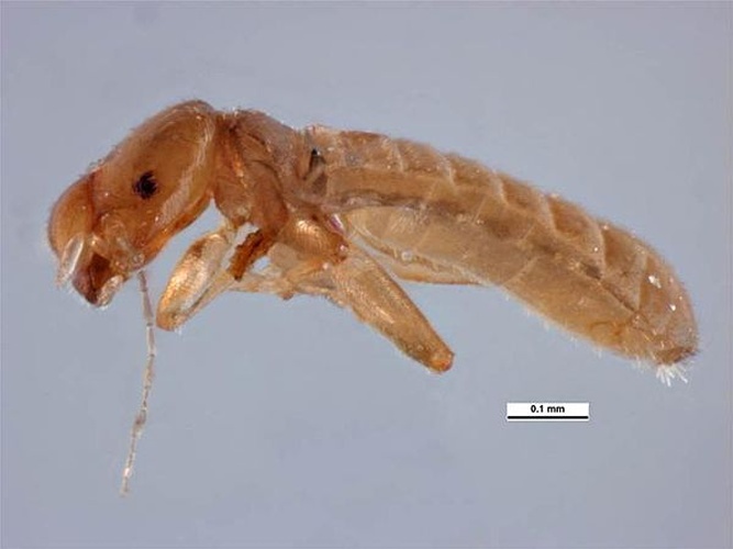 Liposcelis bostrychophila © Walker, K.