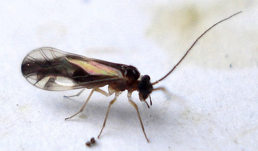 Caecilius fuscopterus &copy; <a rel="nofollow" class="external text" href="https://www.flickr.com/people/25258702@N04">Mick Talbot</a> from Lincoln (U.K.), England