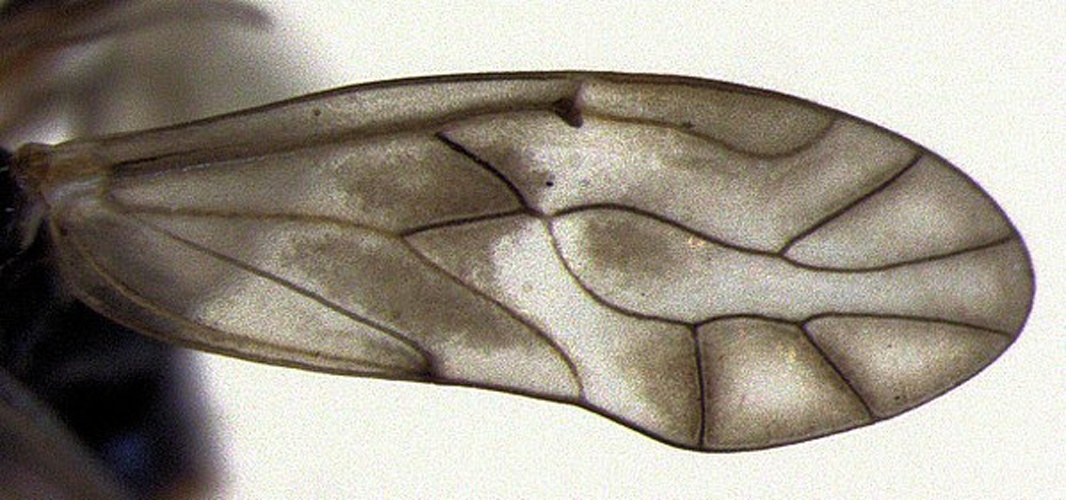 Peripsocus milleri © S.E. Thorpe