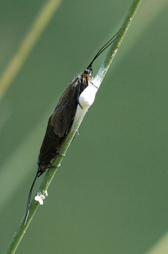 Rhyacophila fasciata &copy; James K. Lindsey