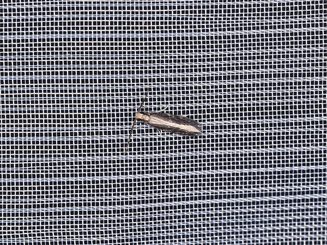 Orthotrichia costalis &copy; <a rel="nofollow" class="external text" href="https://www.flickr.com/people/25401497@N02">Donald Hobern</a> from Copenhagen, Denmark