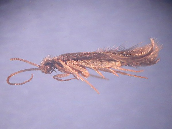 Oxyethira flavicornis &copy; <a rel="nofollow" class="external text" href="https://www.flickr.com/people/25401497@N02">Donald Hobern</a> from Copenhagen, Denmark