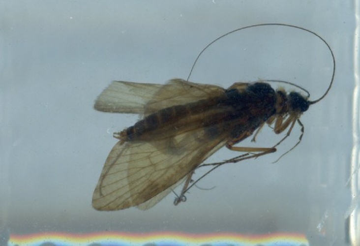 Hydropsyche dinarica © Paul Frandsen